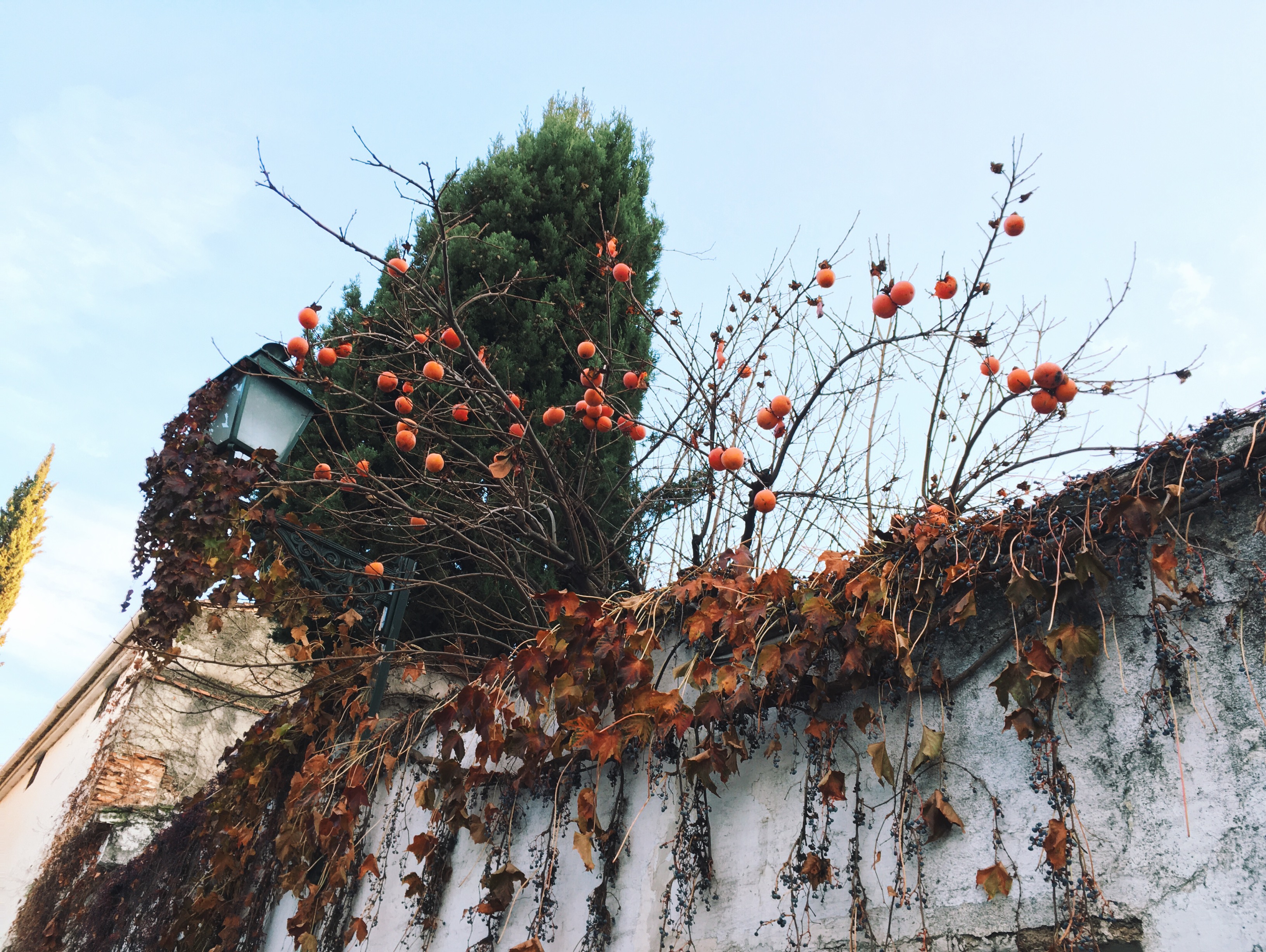 Khakis trees almost as popular as the oranges ones.