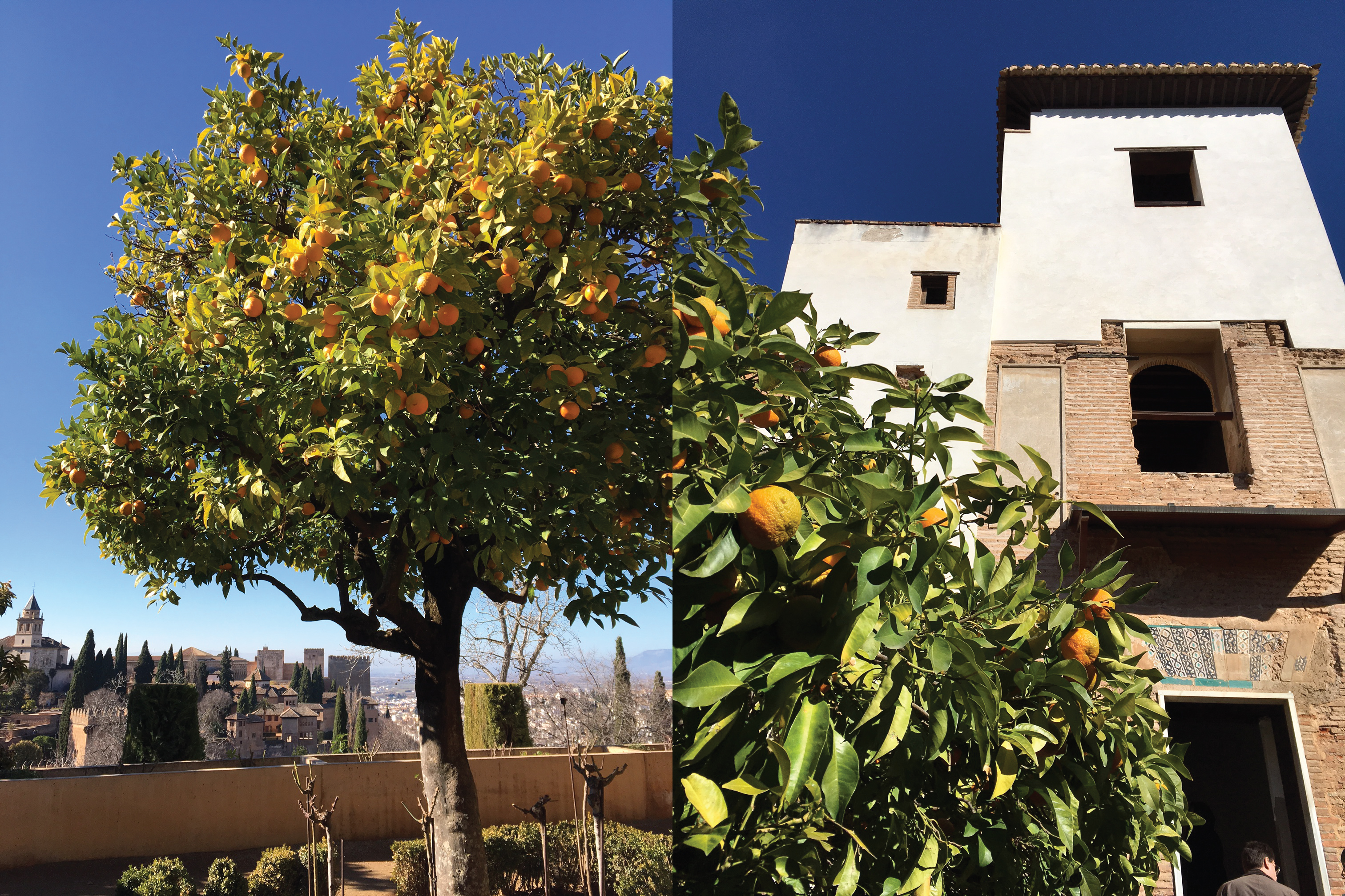 My favorite: these lovely orange trees. A symbol of Granada. 