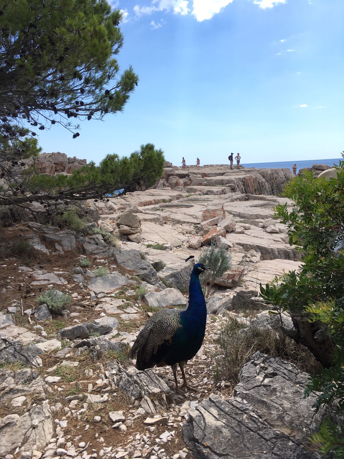 This unsual scene is very surreal everywhere... except in Lokrum! Photo: Victoria Fernández.