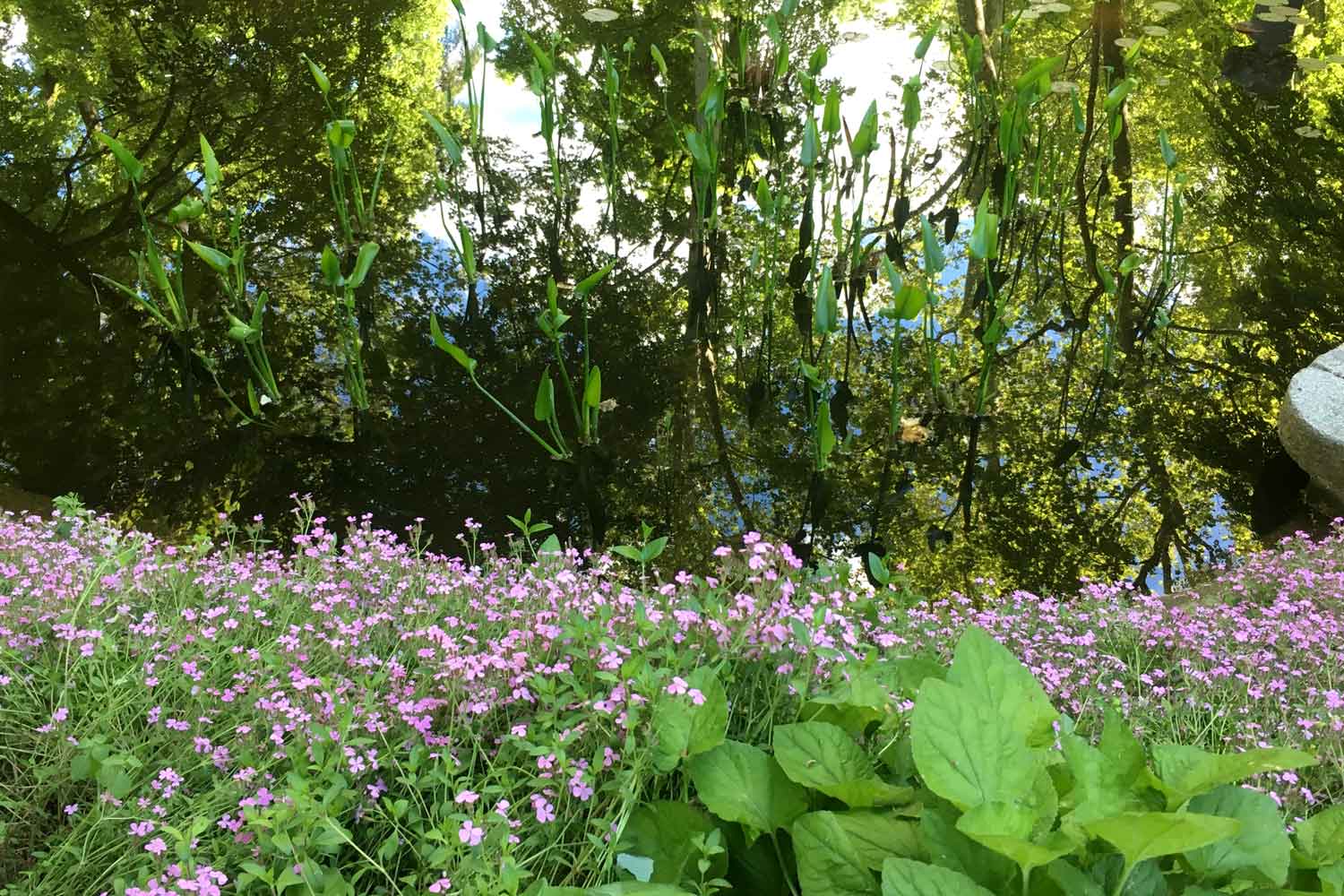 One of many ponds.