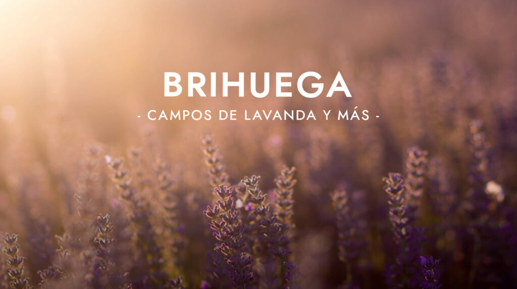 Les champs de lavande de Brihuega, à côté de Madrid